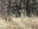 photo thumbnail #11