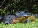 Featured Full Photo