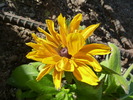 photo thumbnail #3