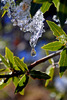 photo thumbnail #14