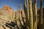 photo thumbnail #6