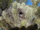 photo thumbnail #12