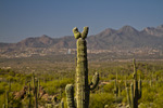 photo thumbnail #4