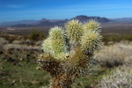 photo thumbnail #5
