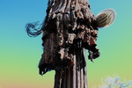 photo thumbnail #8