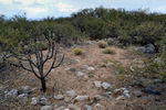 photo thumbnail #6