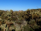 photo thumbnail #14