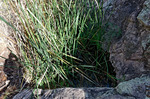 2012-01-07 :1: Packsaddle Trail :: jochal