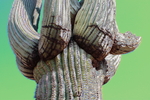 photo thumbnail #15