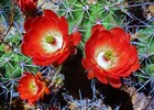 photo thumbnail #9