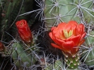 photo thumbnail #12