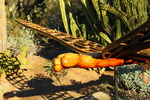 photo thumbnail #7