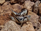 photo thumbnail #7