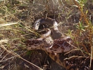 photo thumbnail #9