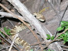 photo thumbnail #4