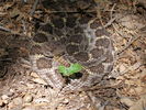 photo thumbnail #3
