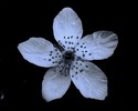 photo thumbnail #9
