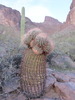 photo thumbnail #6