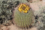 photo thumbnail #13