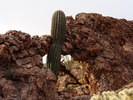 photo thumbnail #5