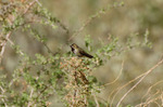photo thumbnail #13