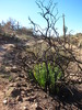 photo thumbnail #3