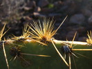 photo thumbnail #15