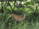 photo thumbnail #11