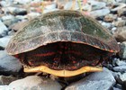 photo thumbnail #14
