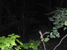 photo thumbnail #15