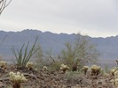 photo thumbnail #15