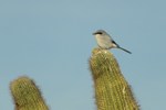 photo thumbnail #14