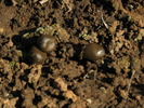 photo thumbnail #12