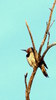 photo thumbnail #2