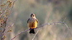 photo thumbnail #5