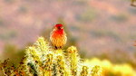 photo thumbnail #6