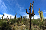 photo thumbnail #8