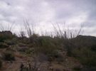 photo thumbnail #3