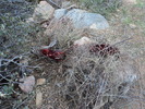 photo thumbnail #4