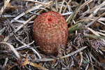 photo thumbnail #4