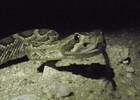 photo thumbnail #4