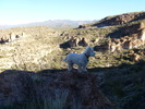 photo thumbnail #11