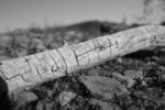 photo thumbnail #15