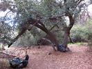 photo thumbnail #5