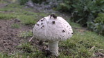 photo thumbnail #11