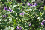 photo thumbnail #7