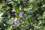 photo thumbnail #8