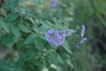 photo thumbnail #13