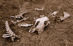 photo thumbnail #4