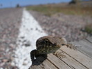 photo thumbnail #5